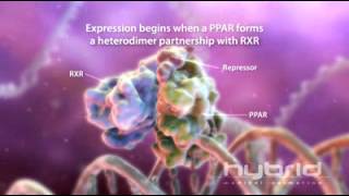 Peroxisome proliferator Activated Receptor [upl. by Ruffina]