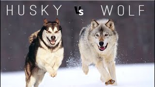 Siberian Husky Vs Wolf [upl. by Azeret422]