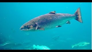 Facts The Atlantic Salmon [upl. by Iana]