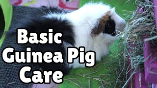 BASIC GUINEA PIG CARE for beginners [upl. by Suivatnad164]