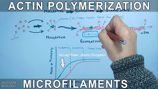 Actin Polymerization  GActins [upl. by Hourigan]