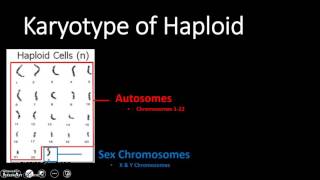 Karyotype Haploid amp Diploid Cell Types [upl. by Acnairb]