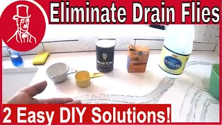 How to Get Rid of Drain Flies [upl. by Ackler733]