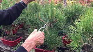 How to Prune a Pine [upl. by Awe]