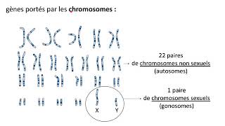 Gènes allèles dominancerécessivité [upl. by Lotte]