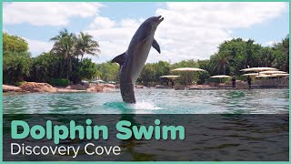 Discovery Cove Dolphin Swim Experience  Discovery Cove Orlando [upl. by Eam516]