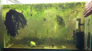 Scuds Daphnia Cherry Shrimp Copepods My aquatic food culture [upl. by Irehc778]