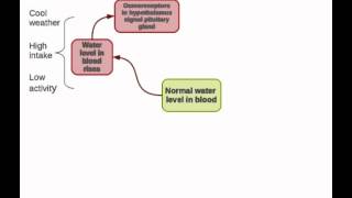 Human homeostasis Part 2  regulation of water and salts [upl. by Chally]