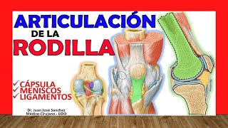 ARTICULACIÓN DE LA RODILLA Huesos ligamentos movimientos y curiosidades [upl. by Yorker537]