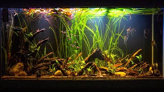 Altum Angelfish Biotope Inspired Aquarium [upl. by Kahl725]