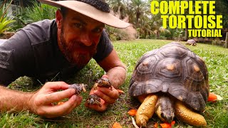 The Ultimate Radiated Tortoise Care Instructions [upl. by Ynaitirb]