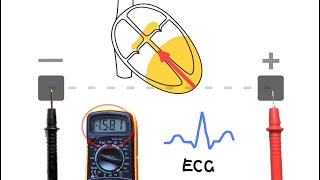 ECGs  How they work [upl. by Cicily]