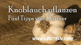 Knoblauch pflanzen  Fünf Tipps vom Gärtner [upl. by Eveline]