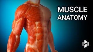 Anatomy of Human Muscles [upl. by Robbert]