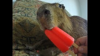 Capybara eating an Ice Pop [upl. by Moreville]