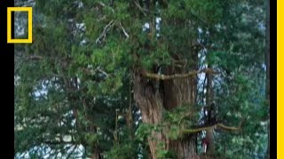 Redwoods The Tallest Trees  National Geographic [upl. by Albers761]