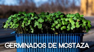 germinados de MOSTAZA EN 5 dias [upl. by Ynitsed]