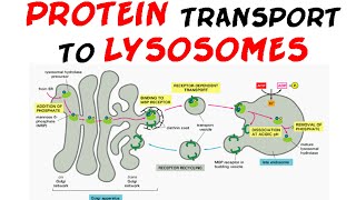 Protein transport to lysosome  protein targeting [upl. by Wack]