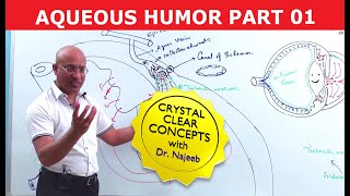 Aqueous Humor  Production Circulation amp Drainage Part 12 [upl. by Yelrah59]