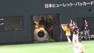 ふうさん、つば九郎に蹴られ回収される 2015日本シリーズ第2戦 [upl. by Eelarak]