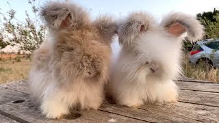 Adorable Fluffy Rabbits Have Huge Ears [upl. by Xirdnek]