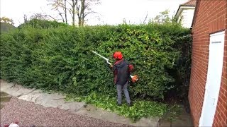 Hedge cutting Trimming a privet hedge [upl. by Gery]