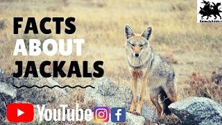 Amazing Facts About Jackals  Jackals Facts  Animals Addict [upl. by Elon107]