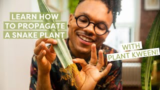 How to Propagate A Snake Plant With Plant Kween  House Plants 101 [upl. by Deva]