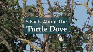 5 Facts About the Turtle Dove [upl. by Lenod90]