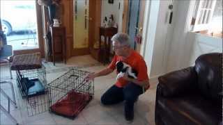 How to Housebreak a Puppy Crate Training [upl. by Ryan876]