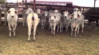 Cattle Auction Over View [upl. by Quigley]