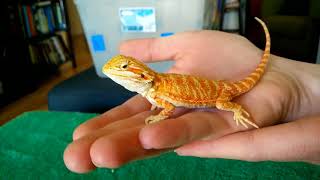 Unboxing baby bearded dragon [upl. by Tommi]