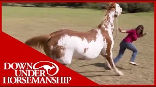 Once Bitten Twice Shy How to Train a Dangerous Dominant Horse [upl. by Purvis]