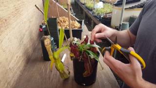 The Ultimate Nepenthes Cutting Guide [upl. by Vasta]