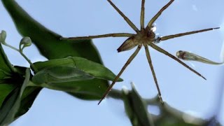 This Terrifying Spider Hunts Fish Underwater [upl. by Yrelbmik467]