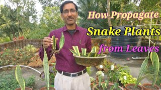 How to Propagate Snake Plant Sansevieria from leaf cuttings and other easiest methods [upl. by Lambert]