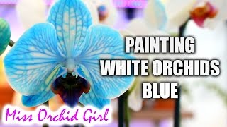 DIY Blue Orchid  How blue Phalaenopsis Orchids are made [upl. by Burwell]