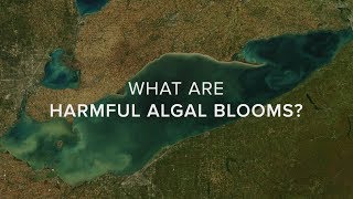 What Are Harmful Algal Blooms [upl. by Alsworth]