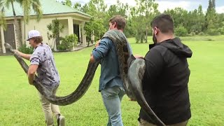 A man from Naples has captured the longest Burmese python to date in Florida [upl. by Egduj]