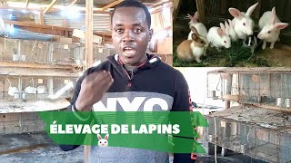 COMMENT DÉBUTER LELEVAGE DE LAPIN [upl. by Aicilic53]