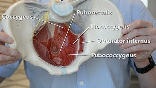 Pelvic floor muscles [upl. by Attoynek185]