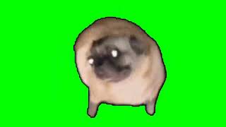 Pug dancing green screen [upl. by Brace]