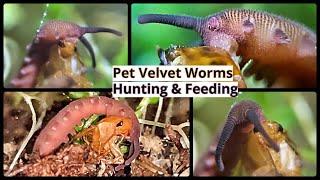 Pet Velvet Worms Hunting and Feeding [upl. by Tegirb]