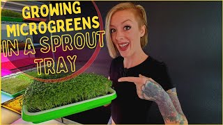 How to Grow Microgreens Using Sprouting Trays  StepByStep Tutorial  Soilless Growing [upl. by Ssyla]