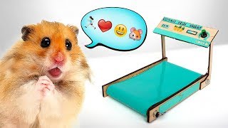 Como Construir uma Esteira para Hamster 🐹 [upl. by Hajile459]