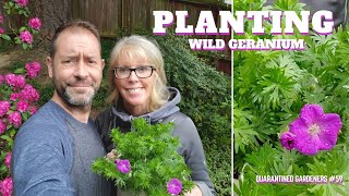 💜Planting Wild Geraniums  QG Day 59 💜 [upl. by Arymas]