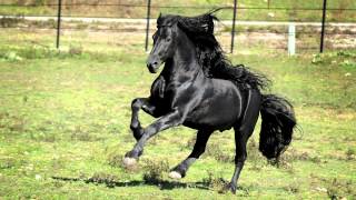 WORLD FAMOUS FRIESIAN STALLION [upl. by Ardnekal]