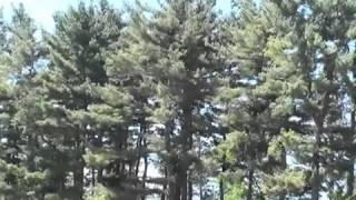 How to Identify Pine Trees [upl. by Ettezzil]