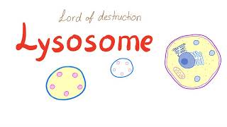 Lysosome [upl. by Hartzke469]