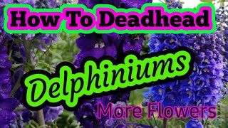 How to prune Delphiniums [upl. by Soirtimid610]